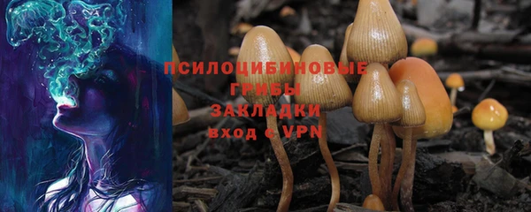 прущие грибы Абаза